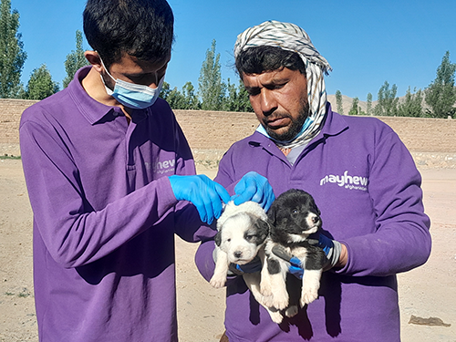 Mayhew Rabies Vaccination Programme